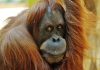 Orangutanes y aceite de palma